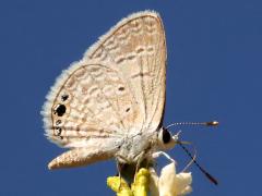 (Ceraunus Blue) profile