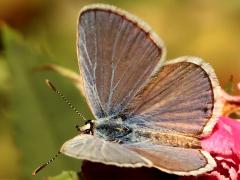 (Ceraunus Blue) upperside