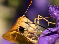 (Fiery Skipper) nectaring