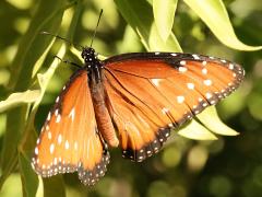(Queen) male upperside