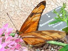 (Julia Heliconian) female underside (Julia Heliconian) female underside