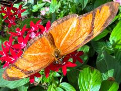 (Julia Heliconian) female upperside (Julia Heliconian) female upperside