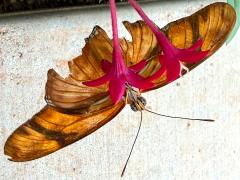 (Julia Heliconian) female ventral (Julia Heliconian) female ventral