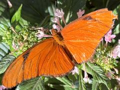 (Julia Heliconian) male dorsal (Julia Heliconian) male dorsal