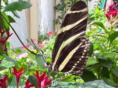 (Zebra Longwing) underside (Zebra Longwing) underside