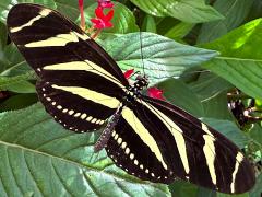 (Zebra Longwing) upperside (Zebra Longwing) upperside