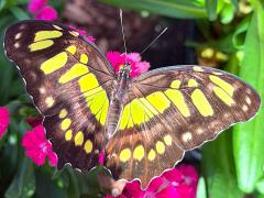 (Malachite) upperside (Malachite) upperside