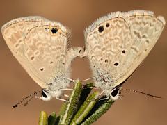 (Ceraunus Blue) mating
