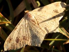 (Macariini Angle Moth) upperside