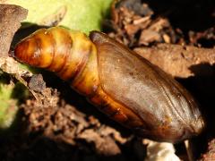 (Unkown Moth) pupa ventral