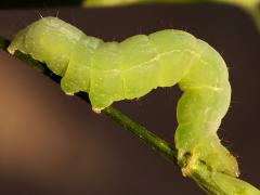 (Cabbage Looper Moth) caterpillar inching
