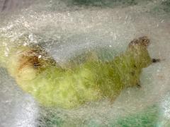 (Cabbage Looper Moth) cocoon top Jan 22