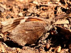 (American Snout) underside
