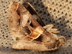 (Melipotis Graphic Owlet) upperside