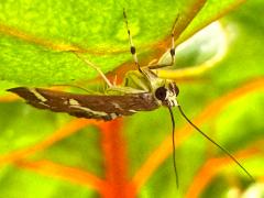 (Hawaiian Beet Webworm Moth) profile