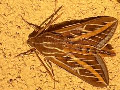 (Whitelined Sphinx) upperside