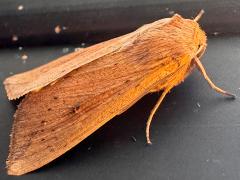 (Armyworm Moth) lateral