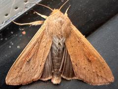 (Armyworm Moth) upperside