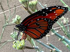(Queen) female ovipositing on Rush Milkweed (Queen) female ovipositing on Rush Milkweed