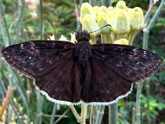 (Funereal Duskywing) upperside (Funereal Duskywing) upperside
