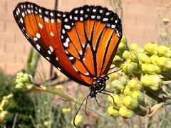 (Queen) female nectaring on Rush Milkweed