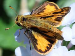 (Fiery Skipper) lateral