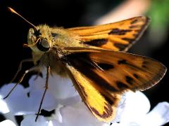 (Fiery Skipper) underside