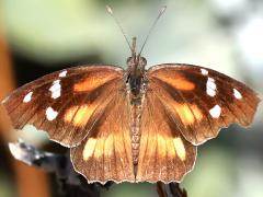 (American Snout) upperside