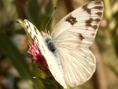 (Checkered White) upperside