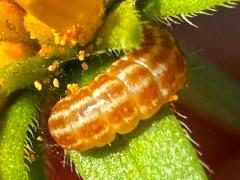 (American Sunflower Moth) larva dorsal