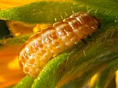 (American Sunflower Moth) larva profile