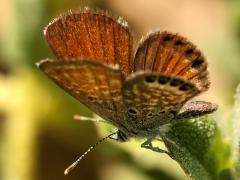 (Western Pygmy-Blue) underside