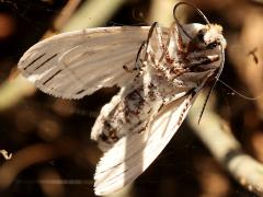 (Clio Tiger Moth) dead underside