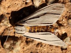 (Clio Tiger Moth) dead upperside