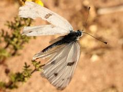 (Checkered White) upperside