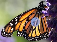 (Monarch) female ventral tag