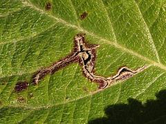 (Stigmella Leafminer Moth) serpentine mine on Common Lantana