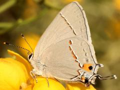 (Gray Hairstreak) underside