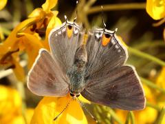 (Gray Hairstreak) upperside