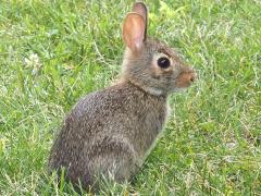 (Eastern Cottontail) bunny