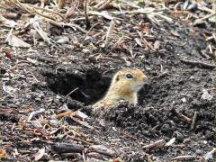 (Thirteen-lined Ground Squirrel) burrow