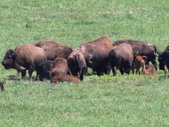 (American Bison) herd