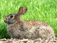 (Eastern Cottontail) sitting