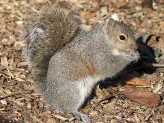 (Eastern Gray Squirrel) eating