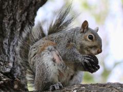(Eastern Gray Squirrel) walnut