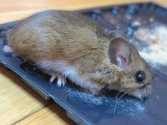 (White-footed Mouse) trapped