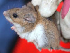 (White-footed Mouse) female lateral