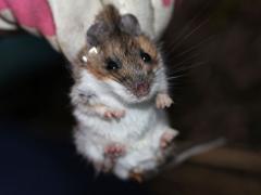 (White-footed Mouse) male