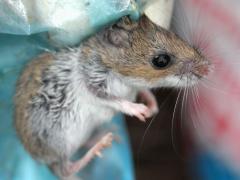 (White-footed Mouse) male lateral