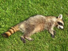 (Raccoon) dead
